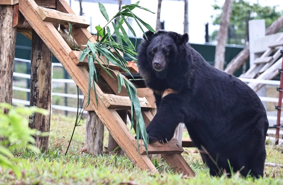 Joining hands to end bear bile farming in Viet Nam